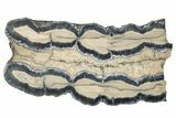 Mammoth Molar Slice with Case - South Carolina #266397-1